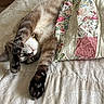 Mila joined the competition — help win amazing prizes! cat, bed, quilt, patchwork, feline, sleeping, paws, resting, cozy, indoor, fur, striped, whiskers, relaxed, comfort, blanket, home, cute, animal, pet