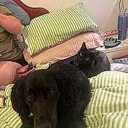 Dexter is registered to the contest to win money with this photo: black_dog, black_cat, bed, blanket, striped, pillow, person_partial, indoor, pet, animal, curious_cat, lying_down, resting, cozy, household_items, glove, container, window, light, furniture