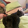 black_dog, black_cat, bed, blanket, striped, pillow, person_partial, indoor, pet, animal, curious_cat, lying_down, resting, cozy, household_items, glove, container, window, light, furniture