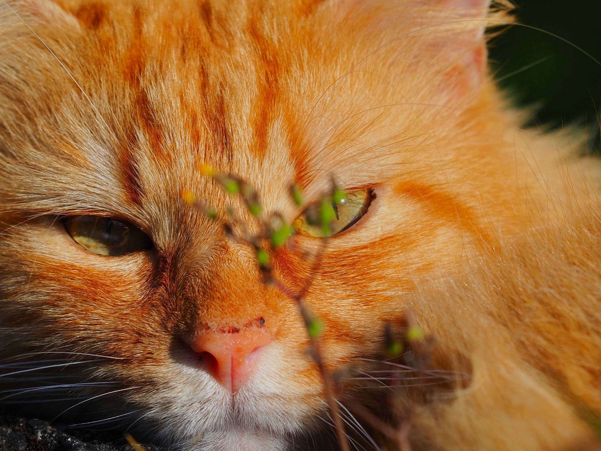 Monoï a rejoint le concours — aidez-le/la à gagner de superbes lots ! carnivore, cat, close_up, domestic_short_haired_cat, ear, eye, fawn, felidae, fur, grass, hair, head, paw, plant, small_to_medium_sized_cats, snout, terrestrial_animal, whiskers, wildlife, wrinkle
