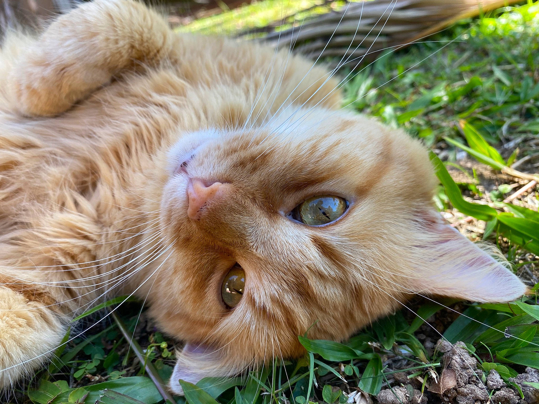 Monoï a rejoint le concours — aidez-le/la à gagner de superbes lots ! carnivore, cat, close_up, domestic_short_haired_cat, ear, event, eye, fawn, felidae, fur, grass, plant, small_to_medium_sized_cats, snout, tail, terrestrial_animal, tree, whiskers, wildlife, wood