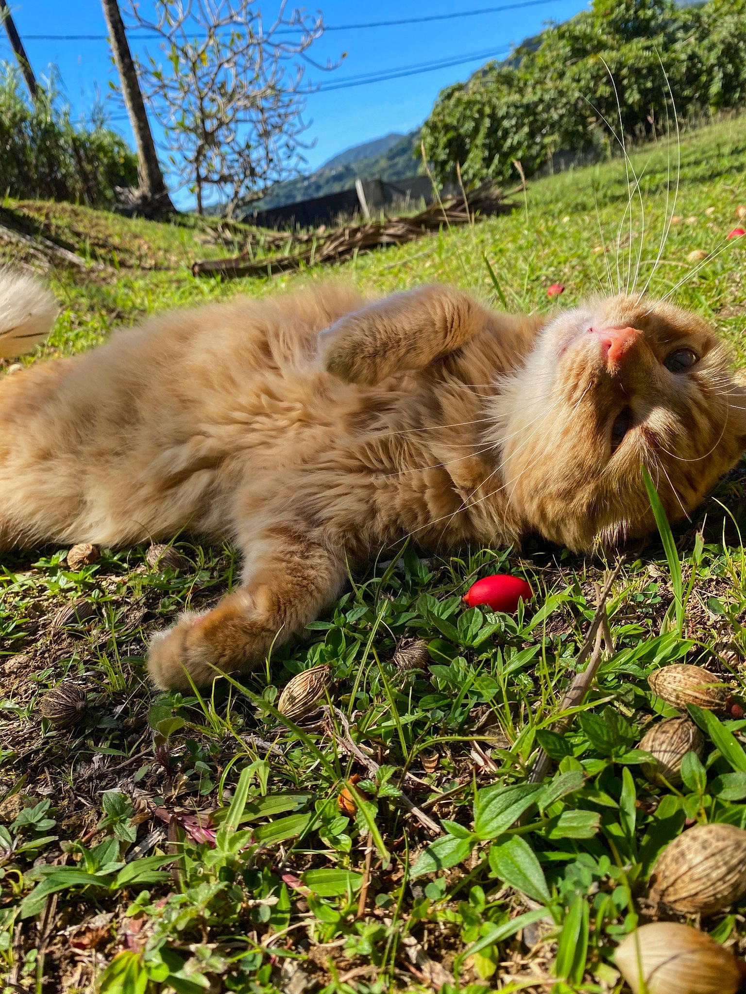 Monoï a rejoint le concours — aidez-le/la à gagner de superbes lots ! canidae, carnivore, companion_dog, dog_breed, fawn, felidae, fur, grass, liver, plant, sky, small_to_medium_sized_cats, sporting_group, tail, terrestrial_animal, terrier, toy_dog, tree, whiskers, wildlife