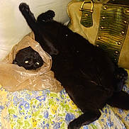 Lincoln is registered to the contest to win money with this photo: black_cat, cat, plastic_bag, bedspread, floral_pattern, indoor, pet, animal, relaxed, stretching, paw, fur, cute, playful, home, couch, yellow, blue, green, decor