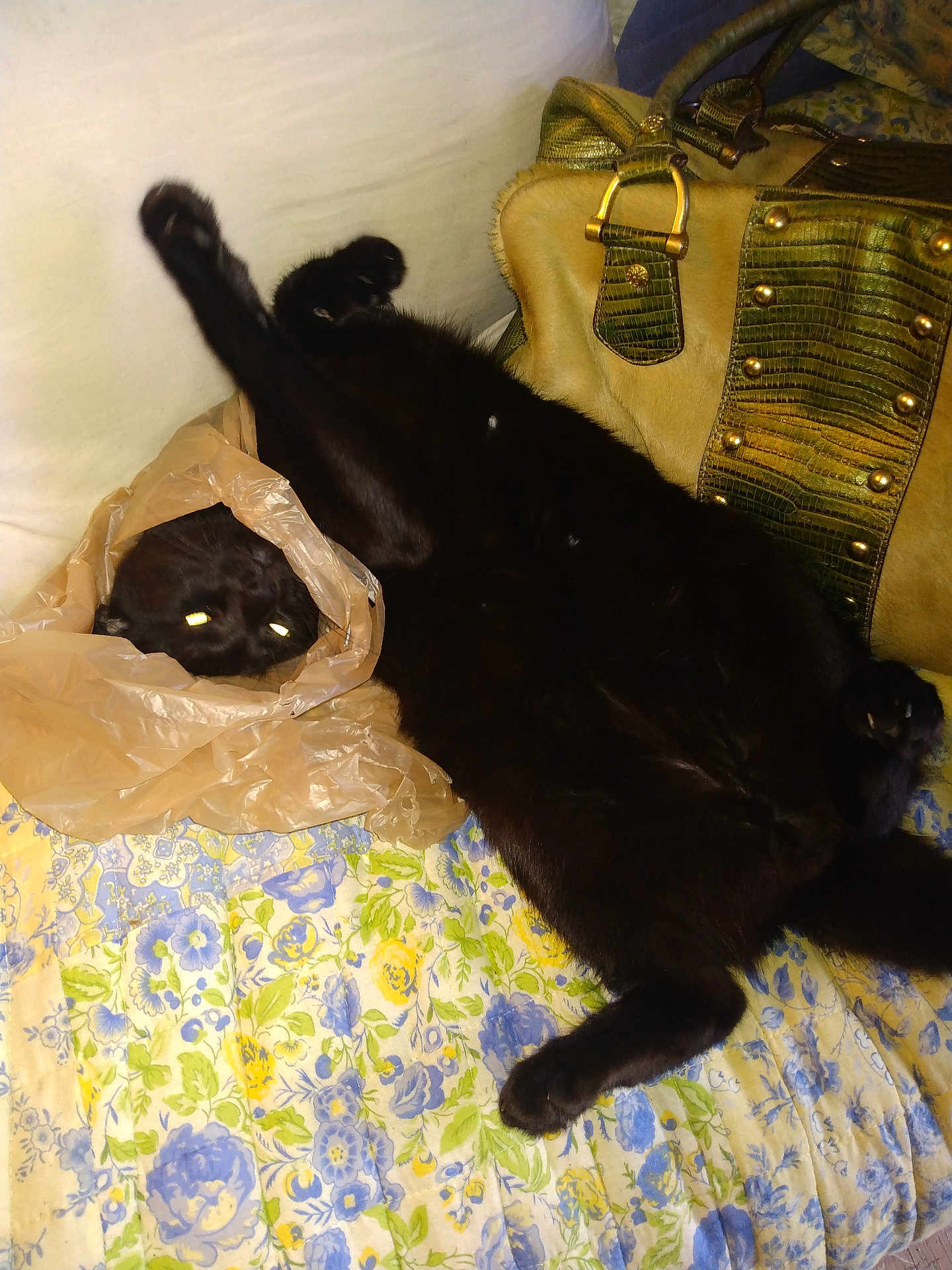 Lincoln is registered to the contest to win money with this photo: black_cat, cat, plastic_bag, bedspread, floral_pattern, indoor, pet, animal, relaxed, stretching, paw, fur, cute, playful, home, couch, yellow, blue, green, decor