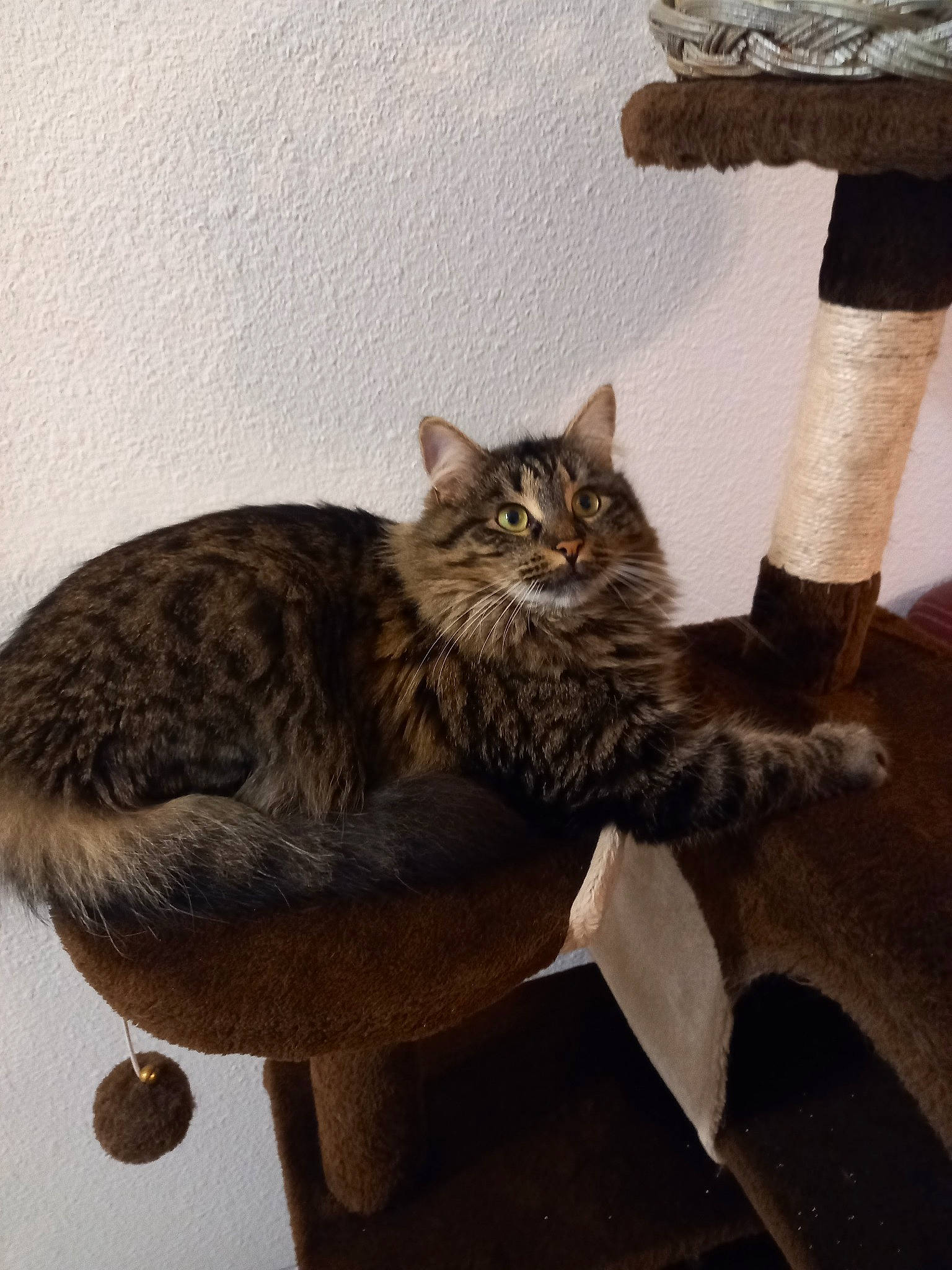 Sissi a rejoint le concours — aidez-le/la à gagner de superbes lots ! carnivore, cat, cat_supply, claw, domestic_short_haired_cat, felidae, fur, maine_coon, paw, small_to_medium_sized_cats, tail, terrestrial_animal, whiskers, wood