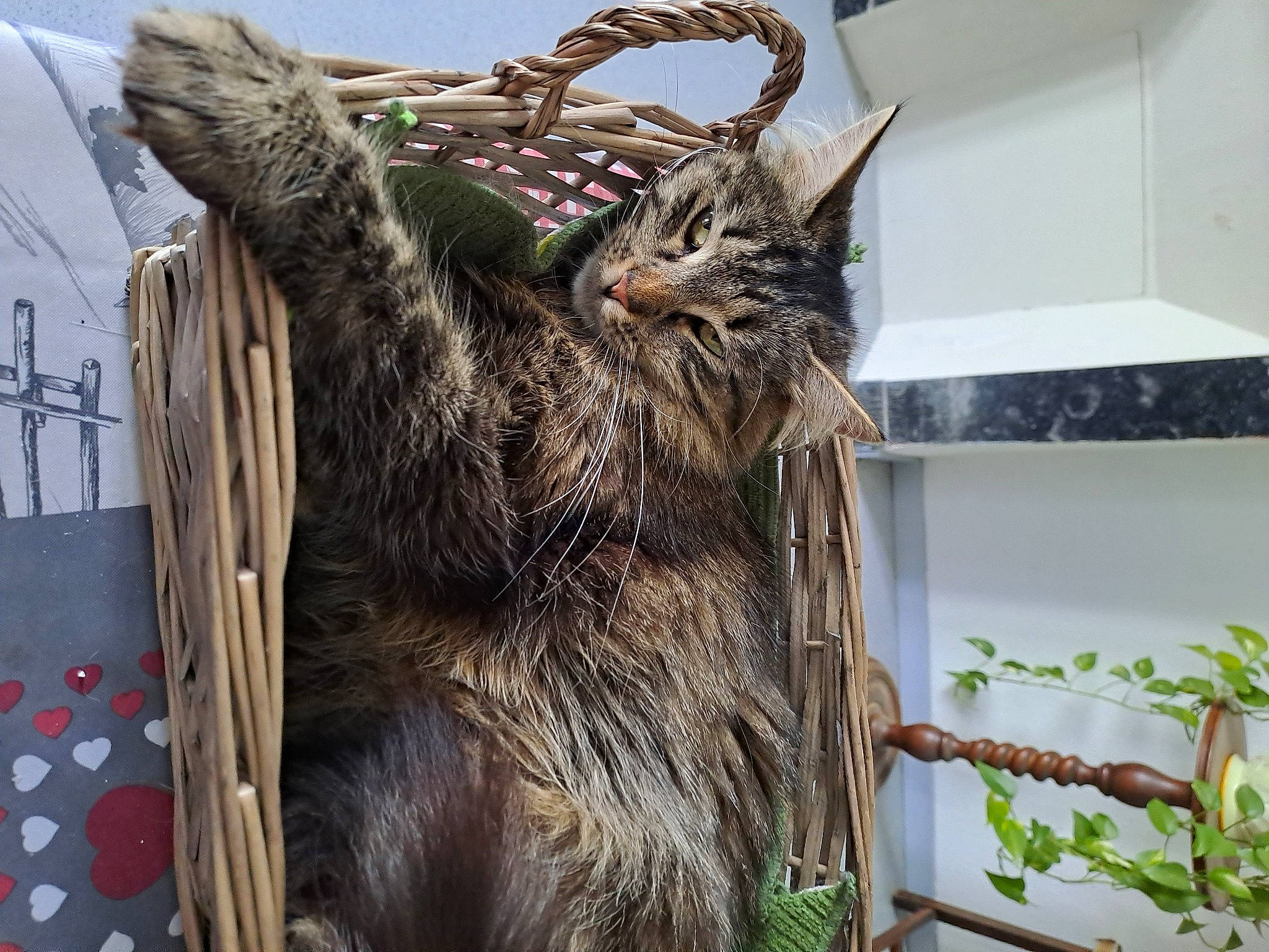 Sissi a rejoint le concours — aidez-le/la à gagner de superbes lots ! art, bird_of_prey, cat, claw, domestic_short_haired_cat, event, feather, felidae, fur, horn, natural_material, plant, screech_owl, small_to_medium_sized_cats, snout, tail, terrestrial_animal, whiskers, wildlife, wood