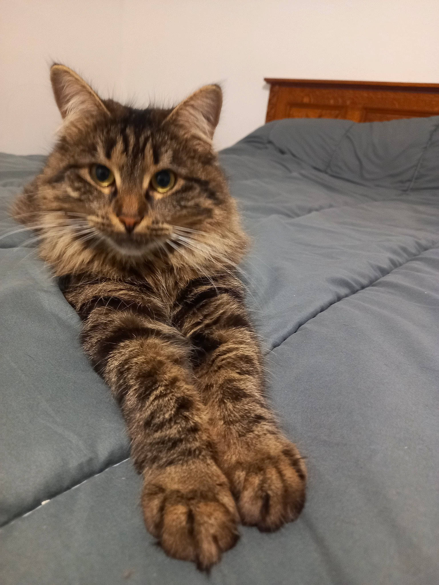 Sissi a rejoint le concours — aidez-le/la à gagner de superbes lots ! carnivore, cat, claw, comfort, domestic_short_haired_cat, fawn, felidae, fur, hardwood, human_leg, linens, military_camouflage, pattern, paw, sitting, small_to_medium_sized_cats, tail, terrestrial_animal, whiskers, wood