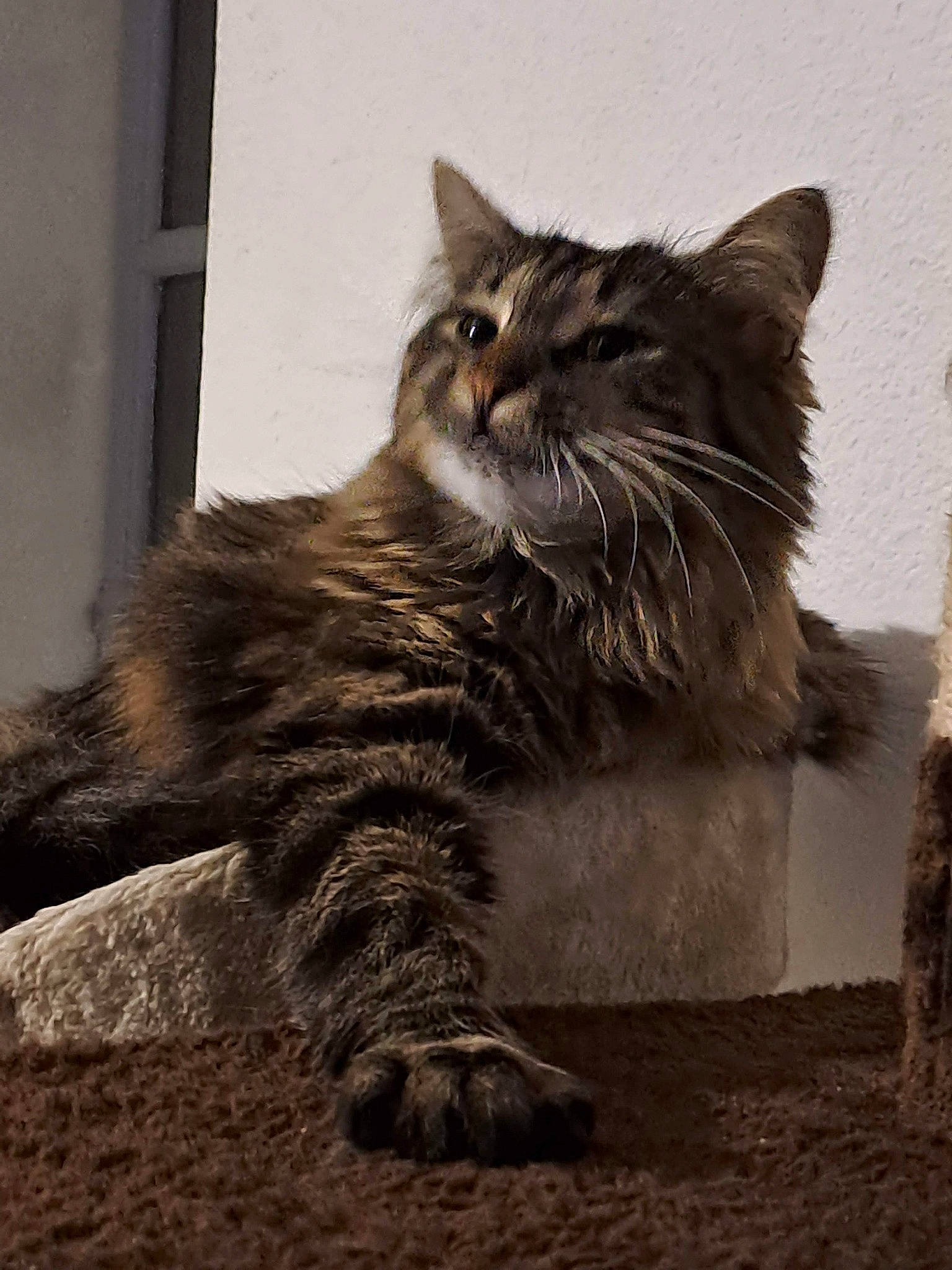 Sissi a rejoint le concours — aidez-le/la à gagner de superbes lots ! british_longhair, carnivore, cat, claw, domestic_short_haired_cat, felidae, fur, grey, maine_coon, sitting, small_to_medium_sized_cats, snout, soil, tail, terrestrial_animal, whiskers, window, wood