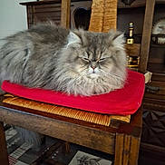 Alain Trivanni participe au concours pour gagner de l'argent avec cette photo : cat, fluffy, gray_cat, red_cushion, wooden_chair, indoor, pet, furniture, sitting, relaxed, closeup, home, decor, animal, cute, fur, cozy, resting, mammal, domestic