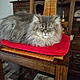 cat, fluffy, gray_cat, red_cushion, wooden_chair, indoor, pet, furniture, sitting, relaxed, closeup, home, decor, animal, cute, fur, cozy, resting, mammal, domestic