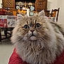 Alain Trivanni participe au concours pour gagner de l'argent avec cette photo : cat, fluffy, wide_eyes, fur, indoor, table, chair, quilt, red, wooden_furniture, dining_room, curious, face, pet, animal, domestic, close_up, portrait, home, decor