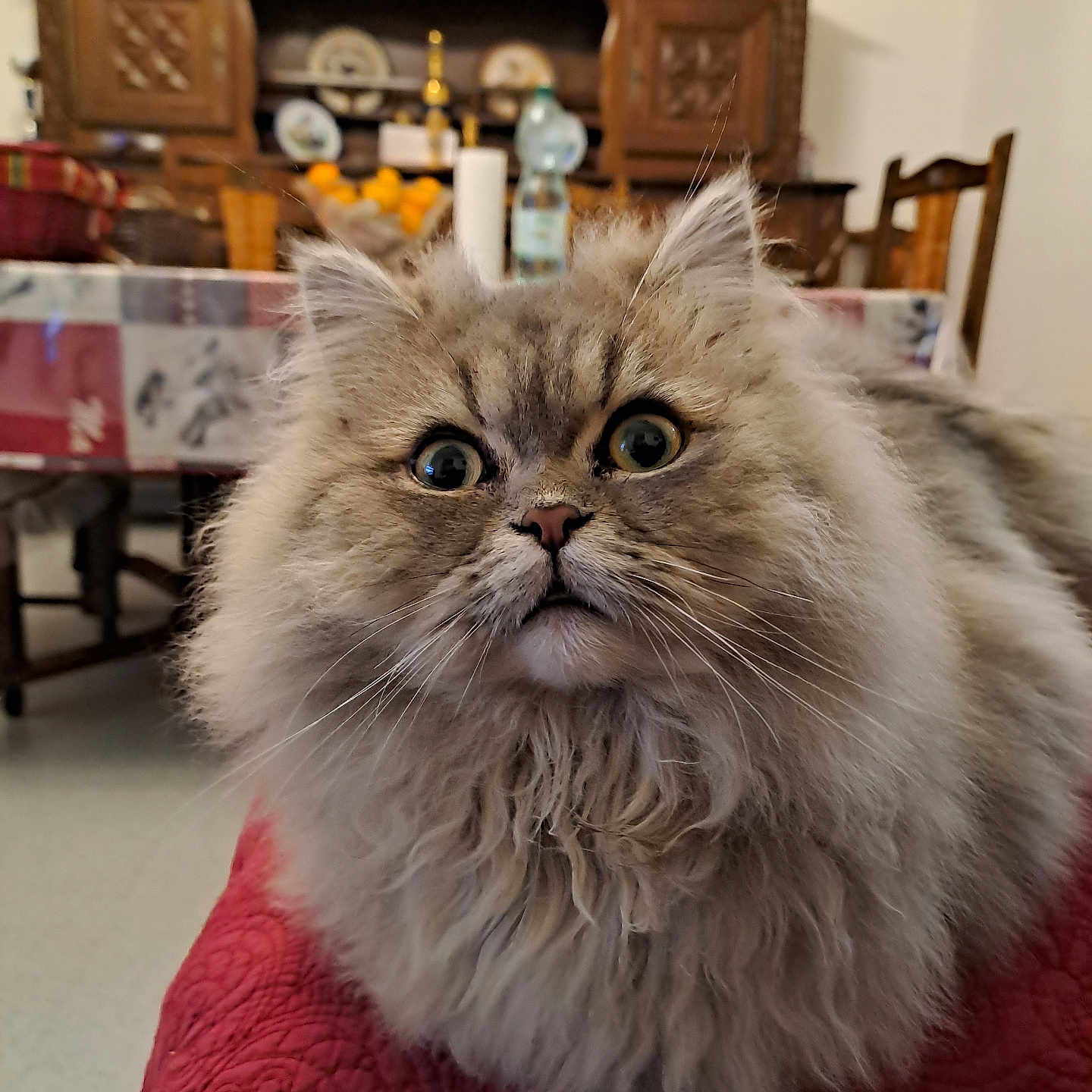Alain Trivanni participe au concours pour gagner de l'argent avec cette photo : animal, cat, chair, close_up, curious, decor, dining_room, domestic, face, fluffy, fur, home, indoor, pet, portrait, quilt, red, table, wide_eyes, wooden_furniture