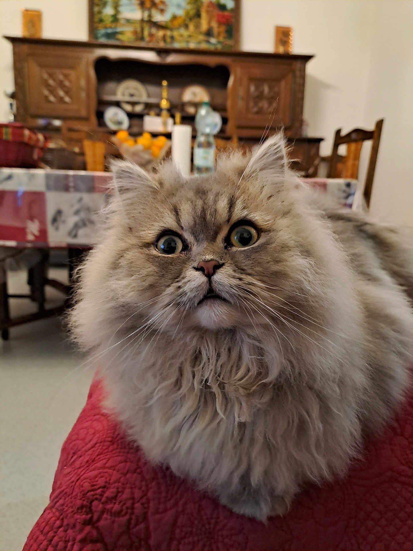 Alain Trivanni participe au concours pour gagner de l'argent avec cette photo : cat, fluffy, wide_eyes, fur, indoor, table, chair, quilt, red, wooden_furniture, dining_room, curious, face, pet, animal, domestic, close_up, portrait, home, decor