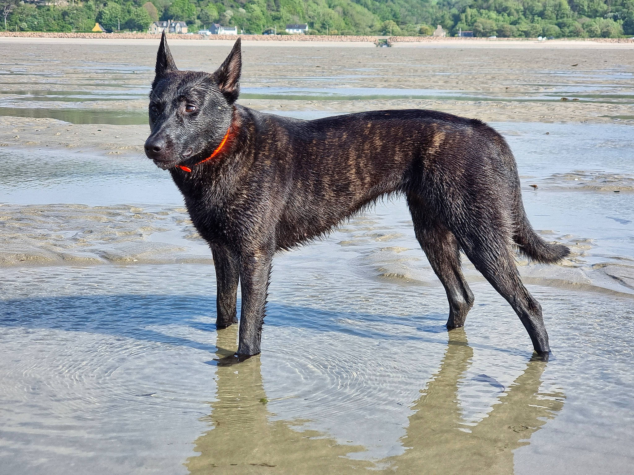Tokyo a rejoint le concours — aidez-le/la à gagner de superbes lots ! canidae, carnivore, collar, dog, dog_breed, hunting_dog, lake, non_sporting_group, snout, sporting_group, tail, terrestrial_animal, treeing_tennessee_brindle, water, working_animal, working_dog