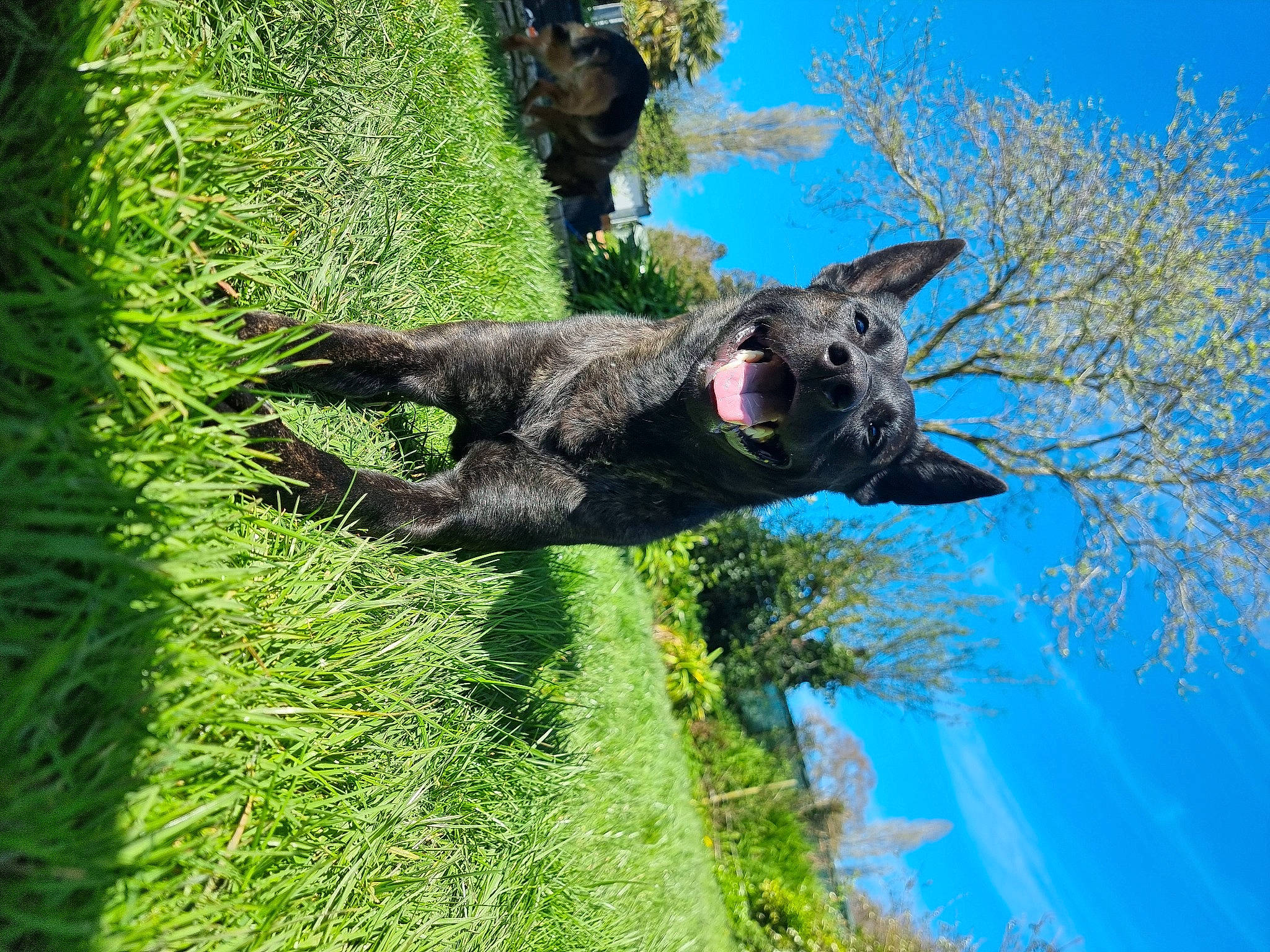 Tokyo a rejoint le concours — aidez-le/la à gagner de superbes lots ! canidae, carnivore, dog, dog_breed, grass, groundcover, herding_dog, natural_landscape, plant, shrub, sky, snout, sporting_group, terrestrial_animal, tree, trunk, water, wilderness, wildlife, working_animal