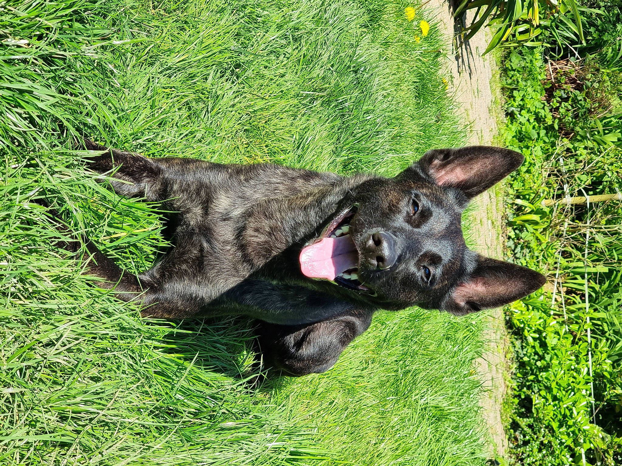 Tokyo participe au concours pour gagner de l'argent avec cette photo : canidae, carnivore, companion_dog, dog, dog_breed, fawn, grass, groundcover, plant, snout, sporting_group, terrestrial_animal, terrestrial_plant, working_animal