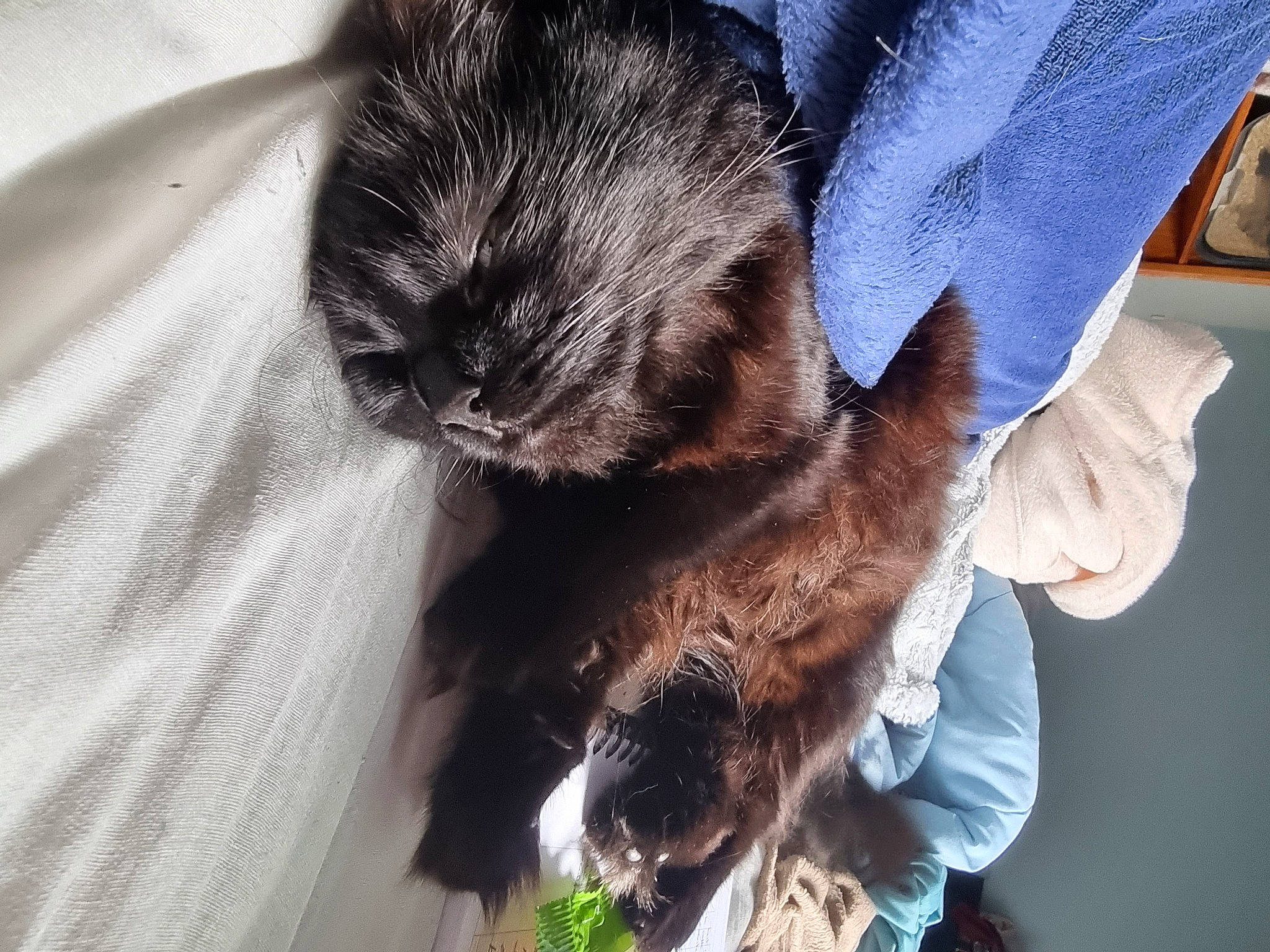 Sierra a rejoint le concours — aidez-le/la à gagner de superbes lots ! carnivore, cat, claw, comfort, dog_breed, domestic_short_haired_cat, ear, electric_blue, fawn, felidae, fur, gesture, human_leg, paw, small_to_medium_sized_cats, snout, sporting_group, tail, tree, whiskers