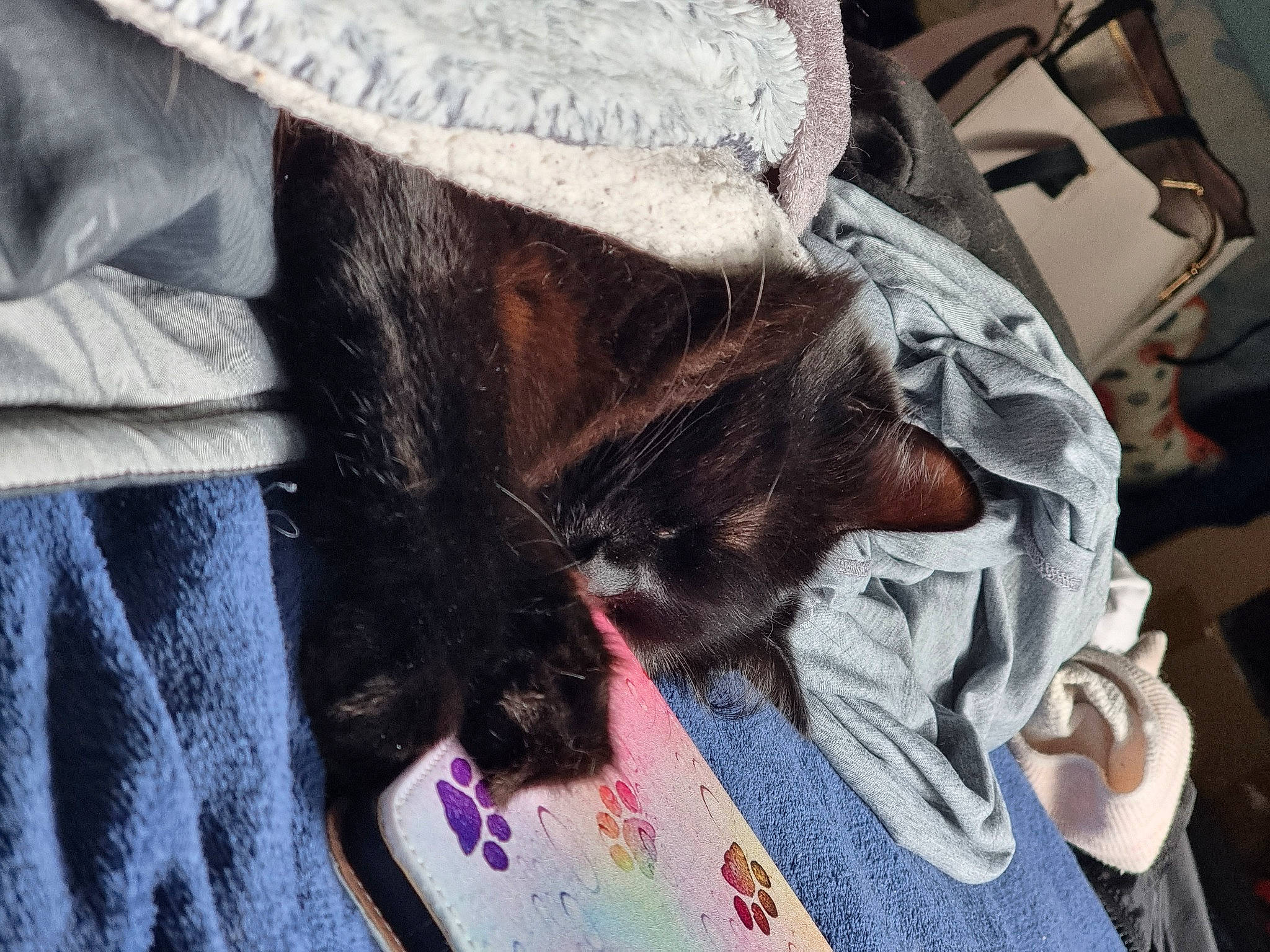 Sierra a rejoint le concours — aidez-le/la à gagner de superbes lots ! carnivore, comfort, companion_dog, denim, dog_breed, domestic_short_haired_cat, fashion_accessory, felidae, fur, fur_clothing, human_leg, leather_jacket, linens, pattern, small_to_medium_sized_cats, tail, tartan, textile, whiskers, winter