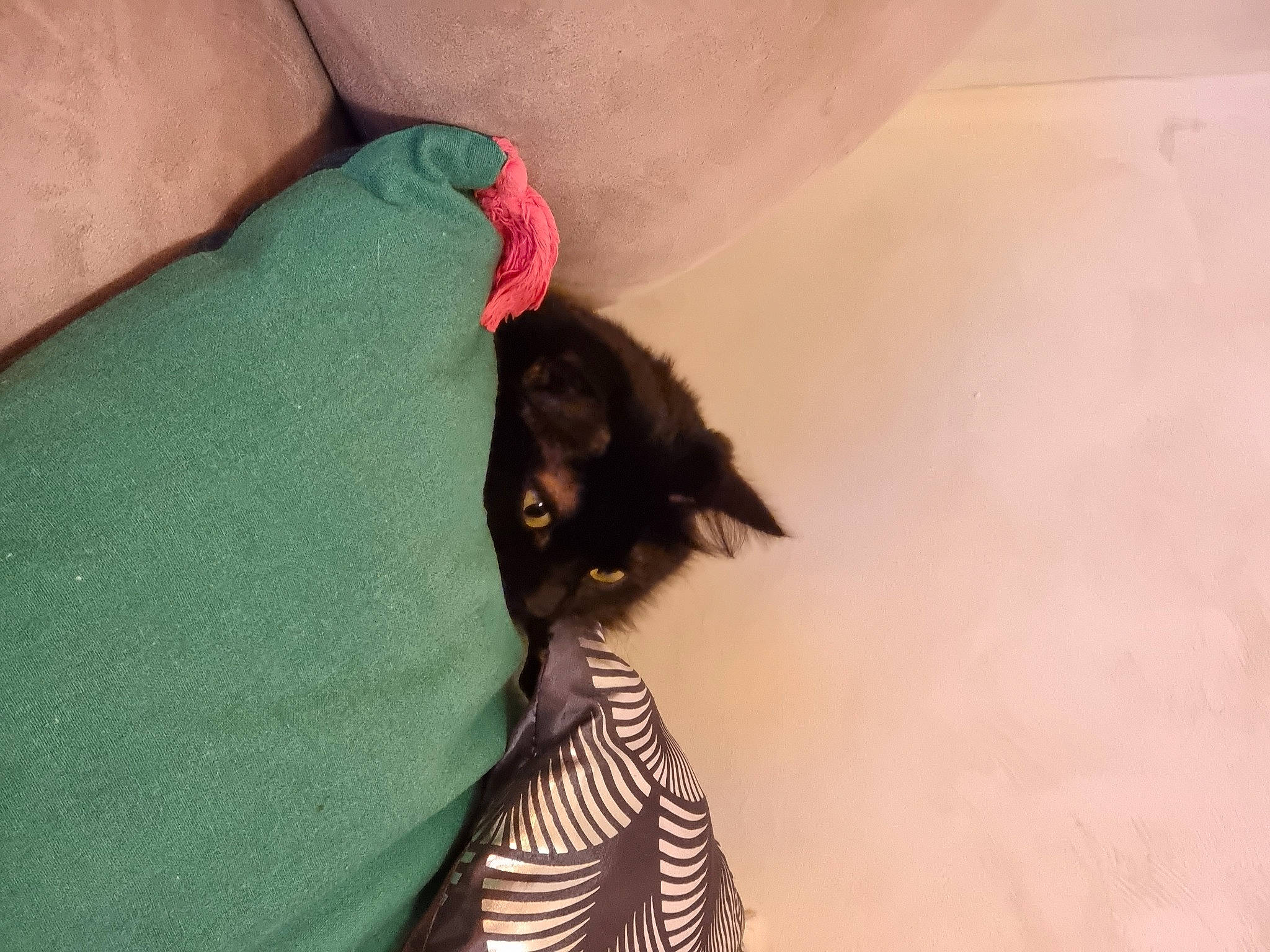 Sierra participe au concours pour gagner de l'argent avec cette photo : black_cat, canidae, carnivore, cat, comfort, companion_dog, dog_breed, elbow, fawn, felidae, fur, human_leg, linens, magenta, sleeve, small_to_medium_sized_cats, tail, thigh, tints_and_shades, whiskers