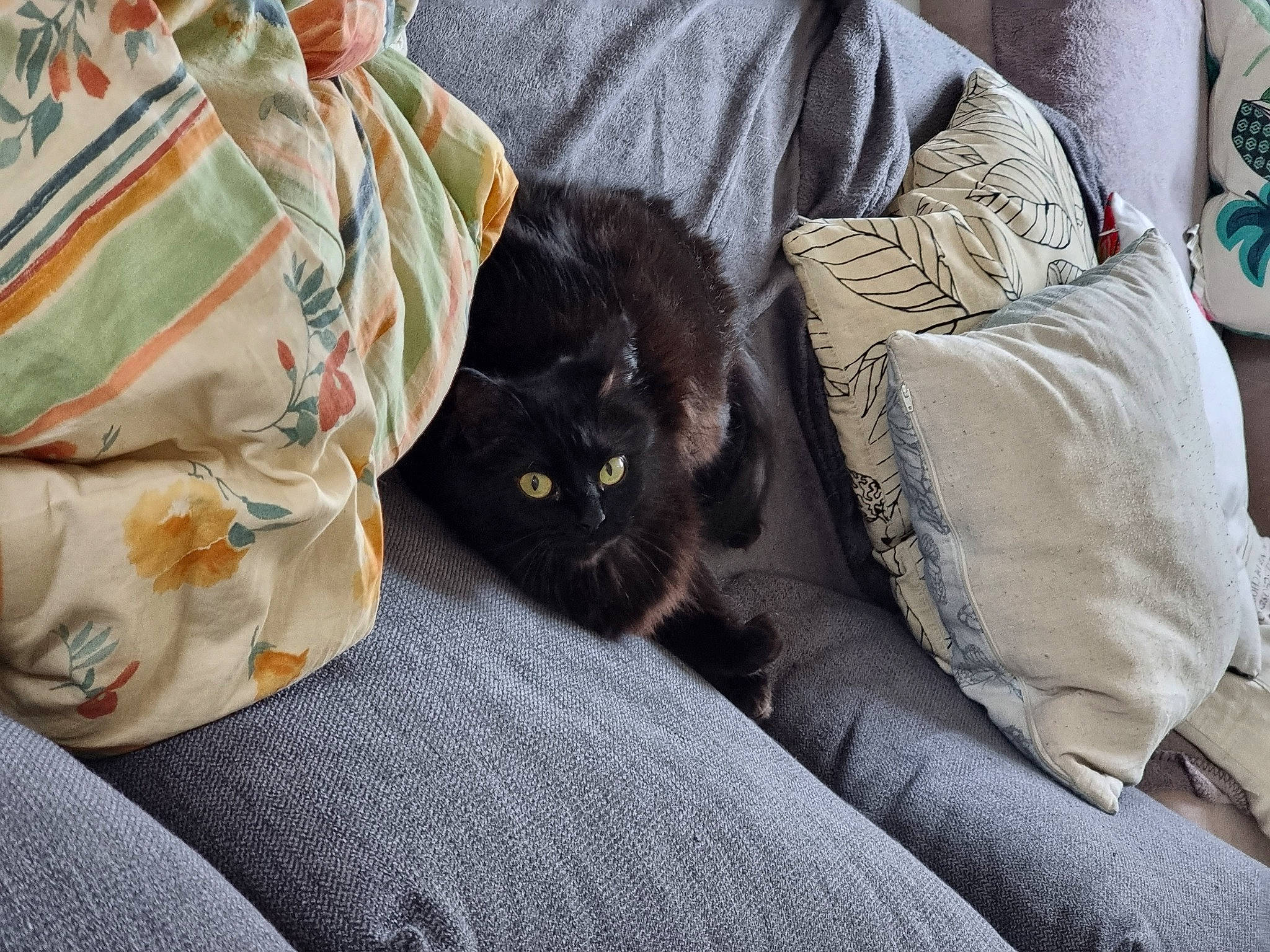 Sierra participe au concours pour gagner de l'argent avec cette photo : bag, bedding, black_cat, bombay, carnivore, cat, comfort, domestic_short_haired_cat, felidae, fur, grey, linens, room, small_to_medium_sized_cats, tail, whiskers