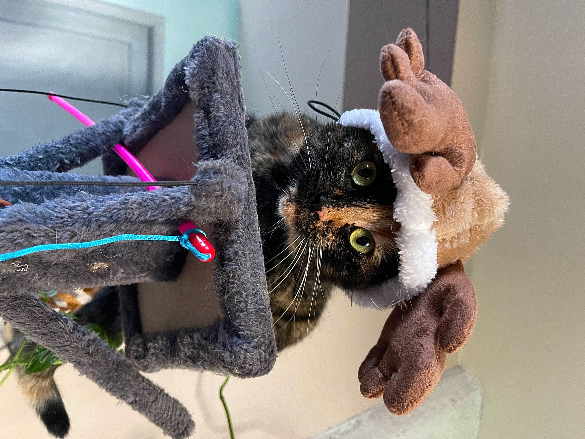 Stormy a rejoint le concours — aidez-le/la à gagner de superbes lots ! bag, carnivore, cat, claw, collar, comfort, companion_dog, domestic_short_haired_cat, fashion_accessory, fawn, felidae, fur, luggage_and_bags, small_to_medium_sized_cats, snout, stuffed_toy, tail, toy, whiskers, wool