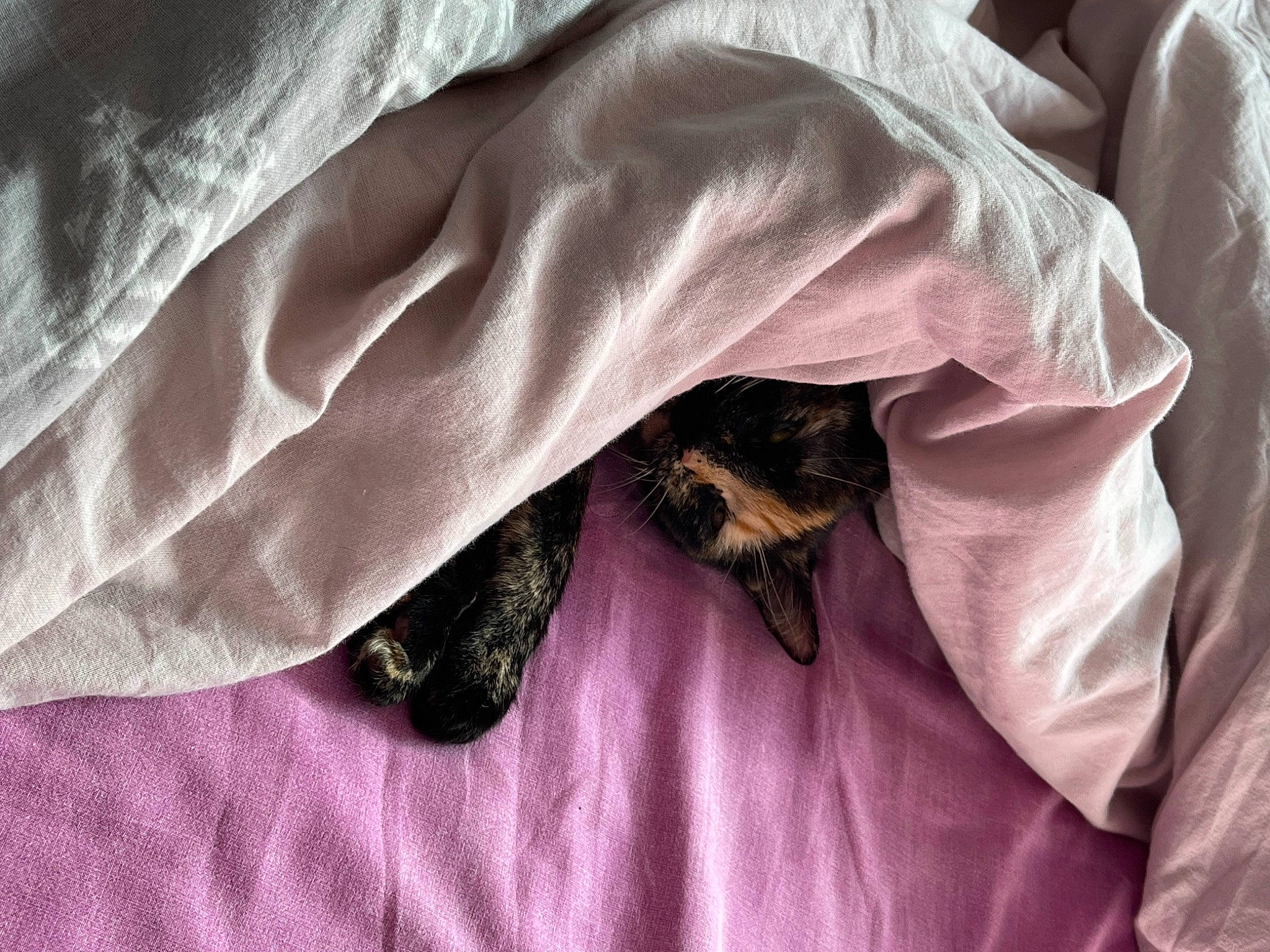 Stormy a rejoint le concours — aidez-le/la à gagner de superbes lots ! bat, bed_sheet, bedding, blanket, carnivore, cat, claw, close_up, comfort, dog_breed, felidae, fur, grey, linens, mammal, purple, sleeve, small_to_medium_sized_cats, vertebrate, whiskers