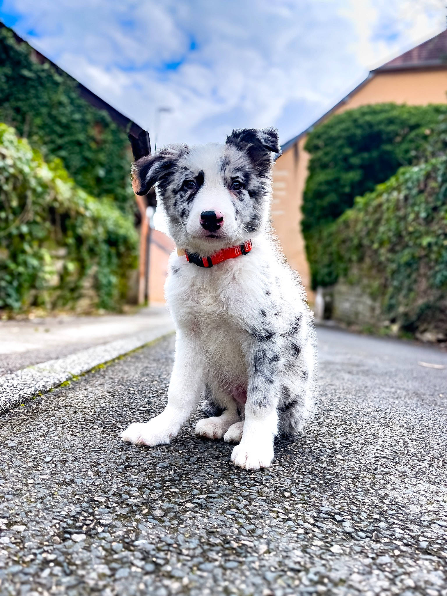 Snow a rejoint le concours — aidez-le/la à gagner de superbes lots ! art, asphalt, canidae, carnivore, cloud, collar, companion_dog, dog, dog_breed, dog_collar, grass, plant, road, road_surface, sky, snout, sporting_group, terrier, walking, working_animal