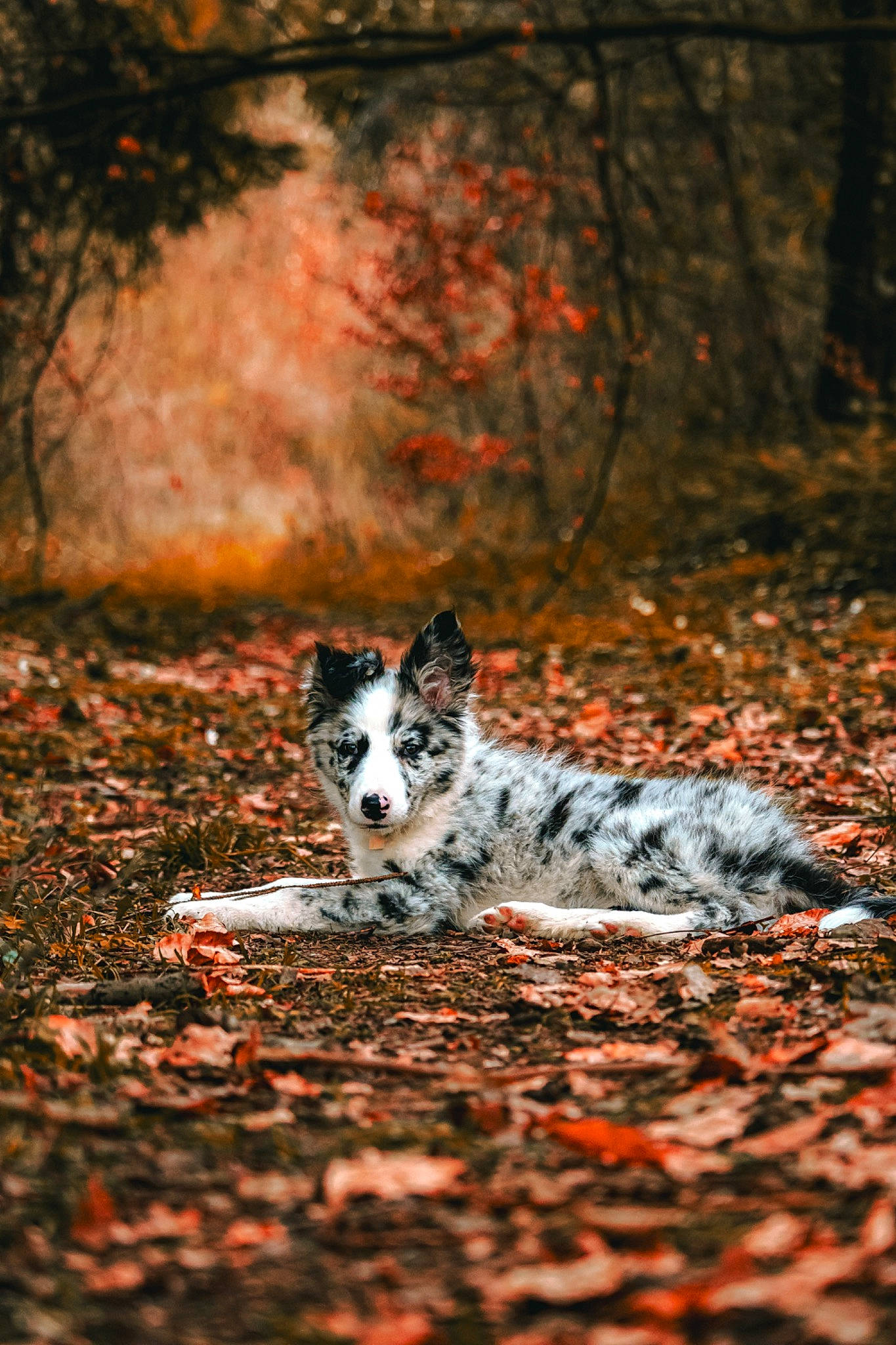 Snow participe au concours pour gagner de l'argent avec cette photo : carnivore, darkness, dog, dog_breed, felidae, forest, grass, natural_landscape, nature, small_to_medium_sized_cats, snout, sporting_group, sunlight, tail, terrestrial_animal, tints_and_shades, tree, whiskers, wood, woodland