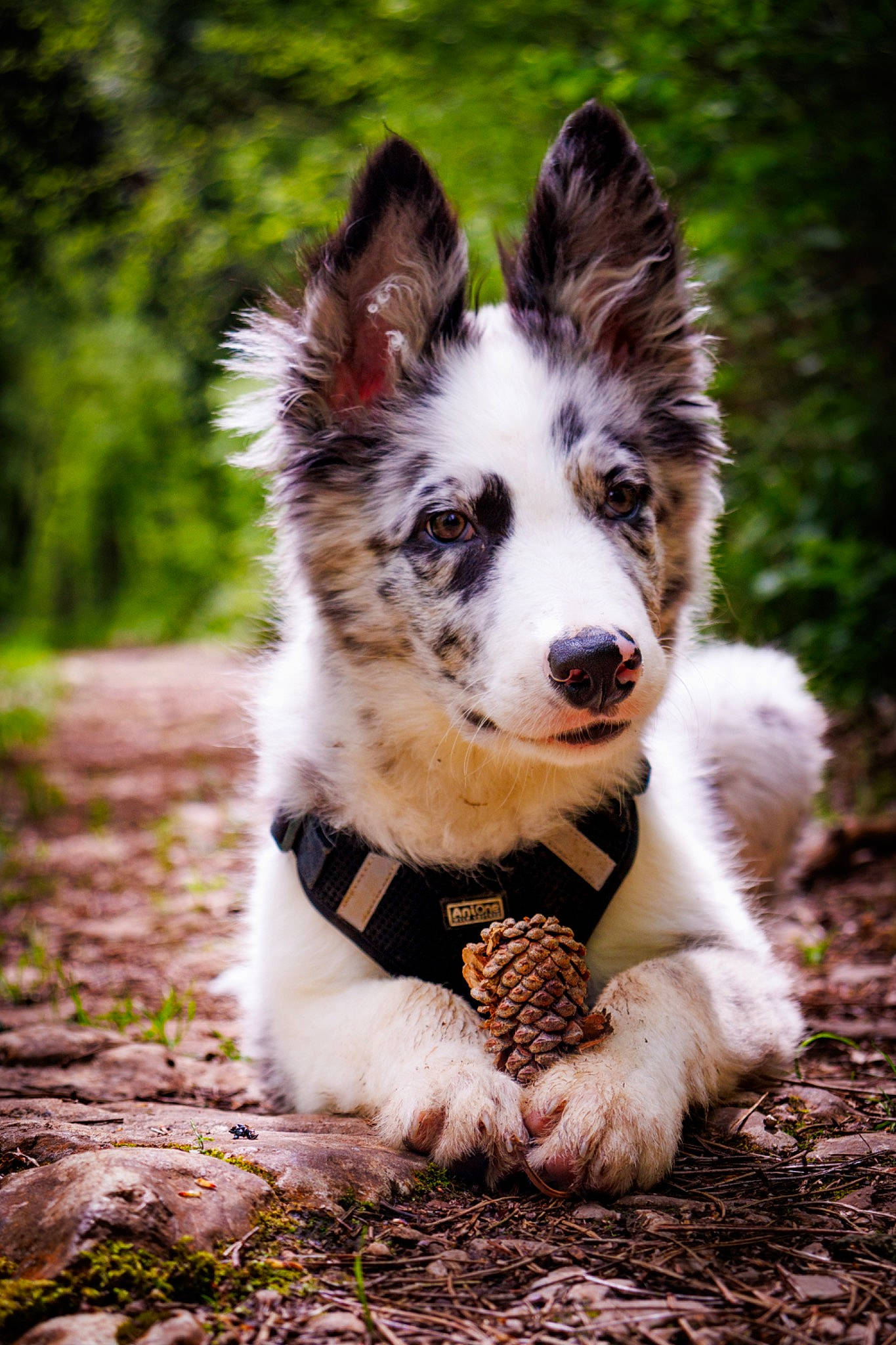 Snow a rejoint le concours — aidez-le/la à gagner de superbes lots ! art, border_collie, canidae, carnivore, companion_dog, dog, dog_breed, fur, grass, herding_dog, plant, snout, soil, sporting_group, terrestrial_animal, tree, whiskers, working_animal, working_dog