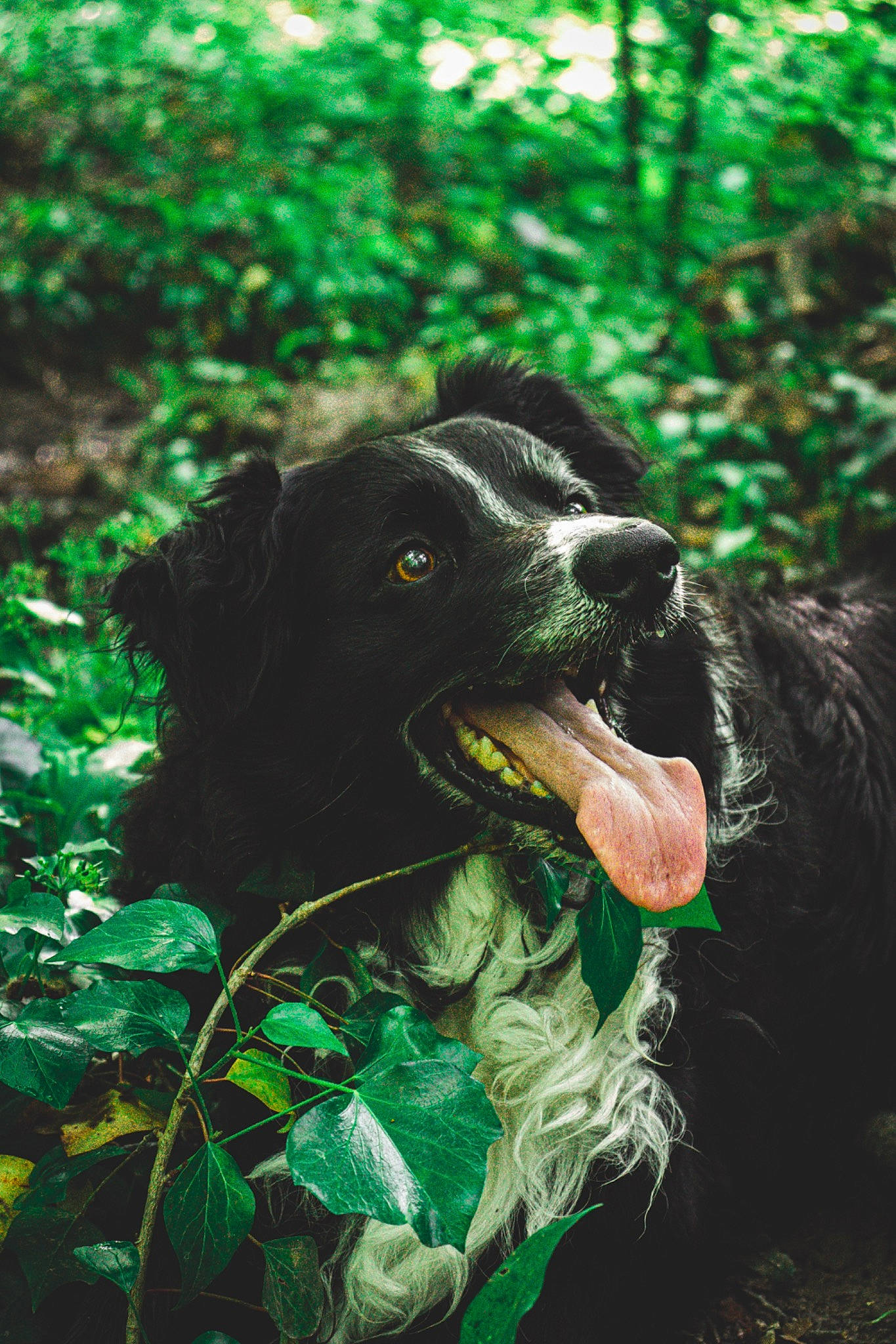 Fidji participe au concours pour gagner de l'argent avec cette photo : canidae, carnivore, companion_dog, dog, dog_breed, dog_collar, fang, forest, fur, grass, green, jungle, liver, plant, retriever, snout, spaniel, sporting_group, terrestrial_animal, working_animal