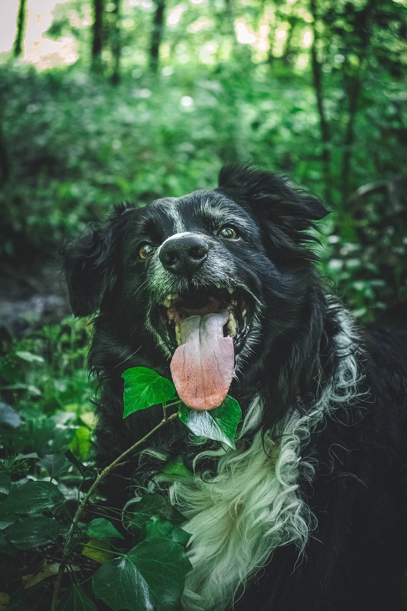 Fidji participe au concours pour gagner de l'argent avec cette photo : canidae, carnivore, companion_dog, dog, dog_breed, fang, fur, grass, gun_dog, liver, plant, snout, spaniel, sporting_group, terrestrial_animal, terrestrial_plant, tree, water_dog, working_animal, working_dog
