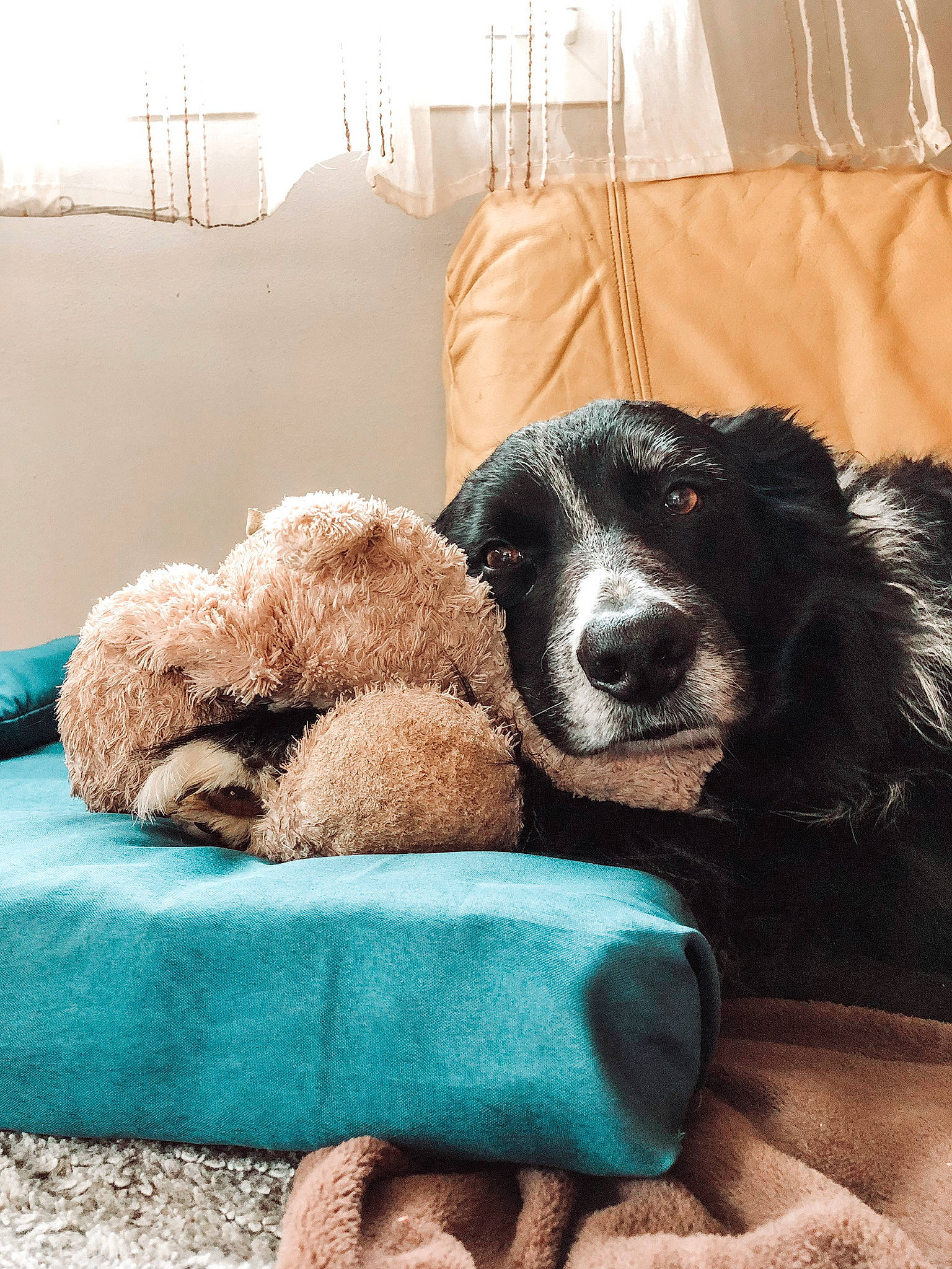 Fidji participe au concours pour gagner de l'argent avec cette photo : bed, bedding, carnivore, comfort, companion_dog, couch, dog, dog_breed, dog_supply, fur, lamp, linens, mammal, room, spaniel, sporting_group, studio_couch, stuffed_toy, teddy_bear, toy