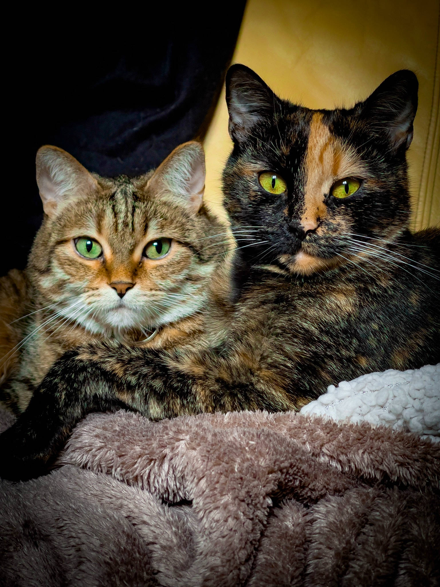 Maïtyka participe au concours pour gagner de l'argent avec cette photo : art, carnivore, cat, claw, close_up, domestic_short_haired_cat, felidae, fur, iris, organism, paw, small_to_medium_sized_cats, snout, tail, terrestrial_animal, tree, whiskers, wildlife, window