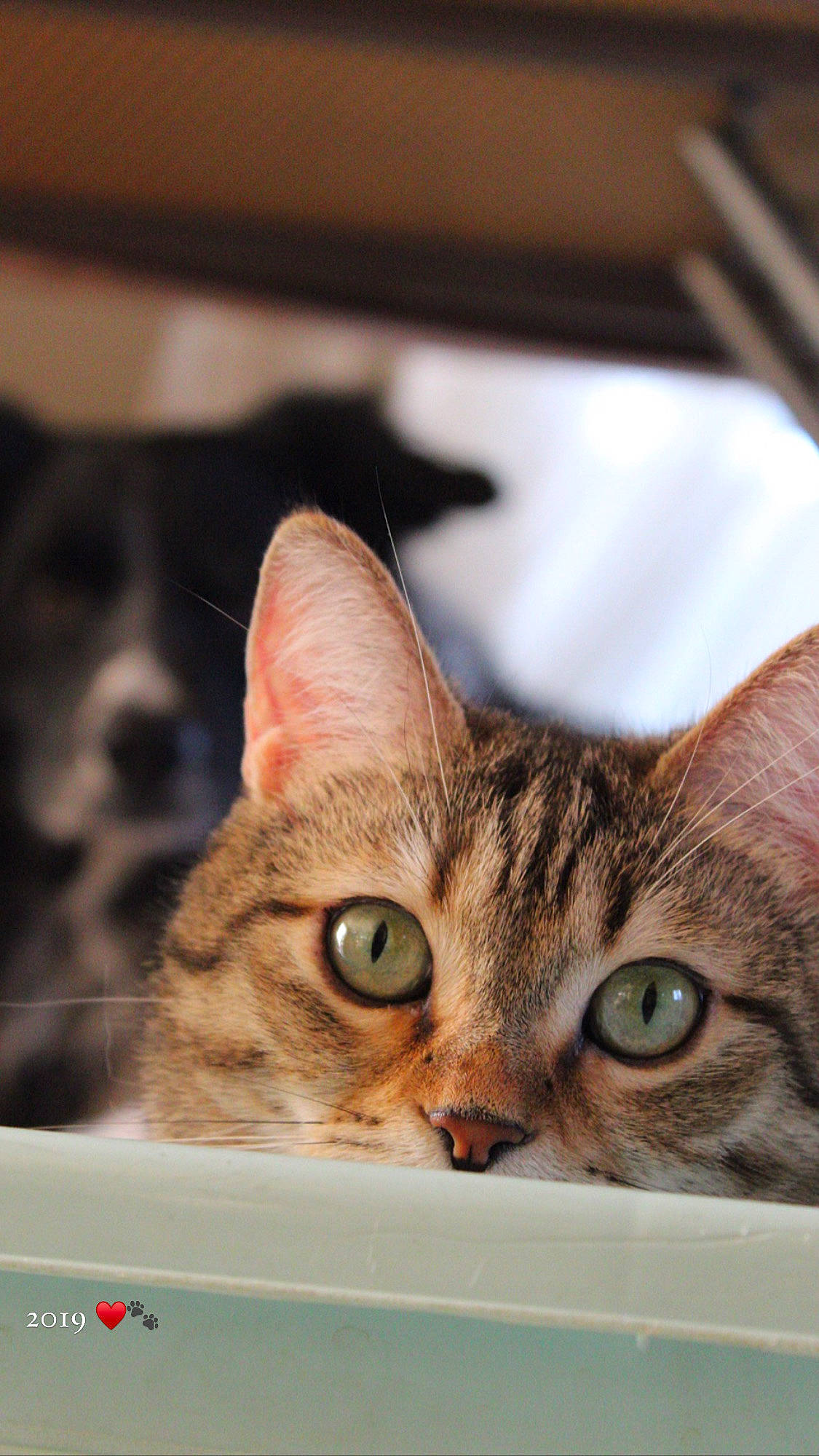 Maïtyka participe au concours pour gagner de l'argent avec cette photo : box, brown, carnivore, cat, domestic_short_haired_cat, ear, felidae, fur, paw, small_to_medium_sized_cats, snout, whiskers, wildlife, window