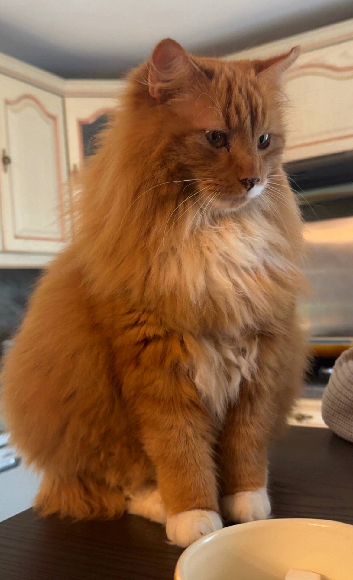 O Malley