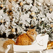 O Malley participe au concours pour gagner de l'argent avec cette photo : cat, orange_cat, fluffy_cat, christmas_tree, decorations, ornaments, white_sleigh, holiday, festive, winter, snowy_tree, indoor, cozy, furry_pet, animal, christmas, celebration, decor, furniture, relaxed