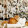 cat, orange_cat, fluffy_cat, christmas_tree, decorations, ornaments, white_sleigh, holiday, festive, winter, snowy_tree, indoor, cozy, furry_pet, animal, christmas, celebration, decor, furniture, relaxed