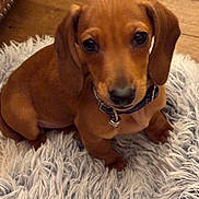 Voltaire a rejoint le concours — aidez-le/la à gagner de superbes lots ! accessories, animal, beagle, boxer, bulldog, canine, collar, dog, dogbed, hardwood, homedecor, hound, labradorretriever, pet, puppy, snout, whitedog, wood