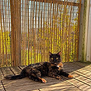 Apple participe au concours pour gagner de l'argent avec cette photo : cat, tortoiseshell_cat, feline, animal, pet, lying_down, lounging, portrait, direct_gaze, yellow_eyes, fur, whiskers, ears, tail, paws, wooden_deck, bamboo_screen, outdoor, sunlight, garden