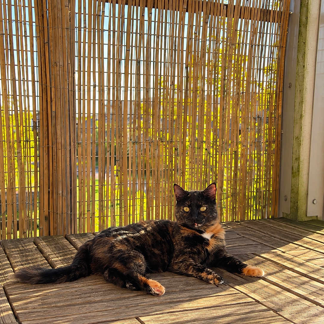 Apple participe au concours pour gagner de l'argent avec cette photo : cat, tortoiseshell_cat, feline, animal, pet, lying_down, lounging, portrait, direct_gaze, yellow_eyes, fur, whiskers, ears, tail, paws, wooden_deck, bamboo_screen, outdoor, sunlight, garden