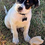 Charlie is registered to the contest to win money with this photo: animal, black, brown, collar, curious, cute, dog, fur, grass, nature, outdoor, pet, playful, puppy, sitting, sunlight, tag, toy, white, young