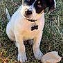 animal, black, brown, collar, curious, cute, dog, fur, grass, nature, outdoor, pet, playful, puppy, sitting, sunlight, tag, toy, white, young