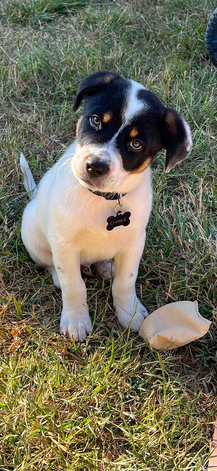 Charlie is registered to the contest to win money with this photo: animal, black, brown, collar, curious, cute, dog, fur, grass, nature, outdoor, pet, playful, puppy, sitting, sunlight, tag, toy, white, young