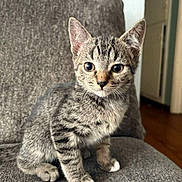 Halloween is registered to the contest to win money with this photo: animal, cat, chair, cozy, curious, cute, ears, eyes, feline, fur, gray, indoor, kitten, paws, pet, portrait, sitting, tabby, whiskers, young