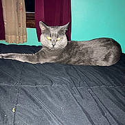 Puppycat is registered to the contest to win money with this photo: cat, gray_cat, bed, bedspread, indoor, feline, animal, pet, curtains, window, black, resting, lying_down, domestic_animal, furry, whiskers, ears, eyes, cozy, home