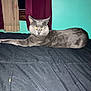 cat, gray_cat, bed, bedspread, indoor, feline, animal, pet, curtains, window, black, resting, lying_down, domestic_animal, furry, whiskers, ears, eyes, cozy, home
