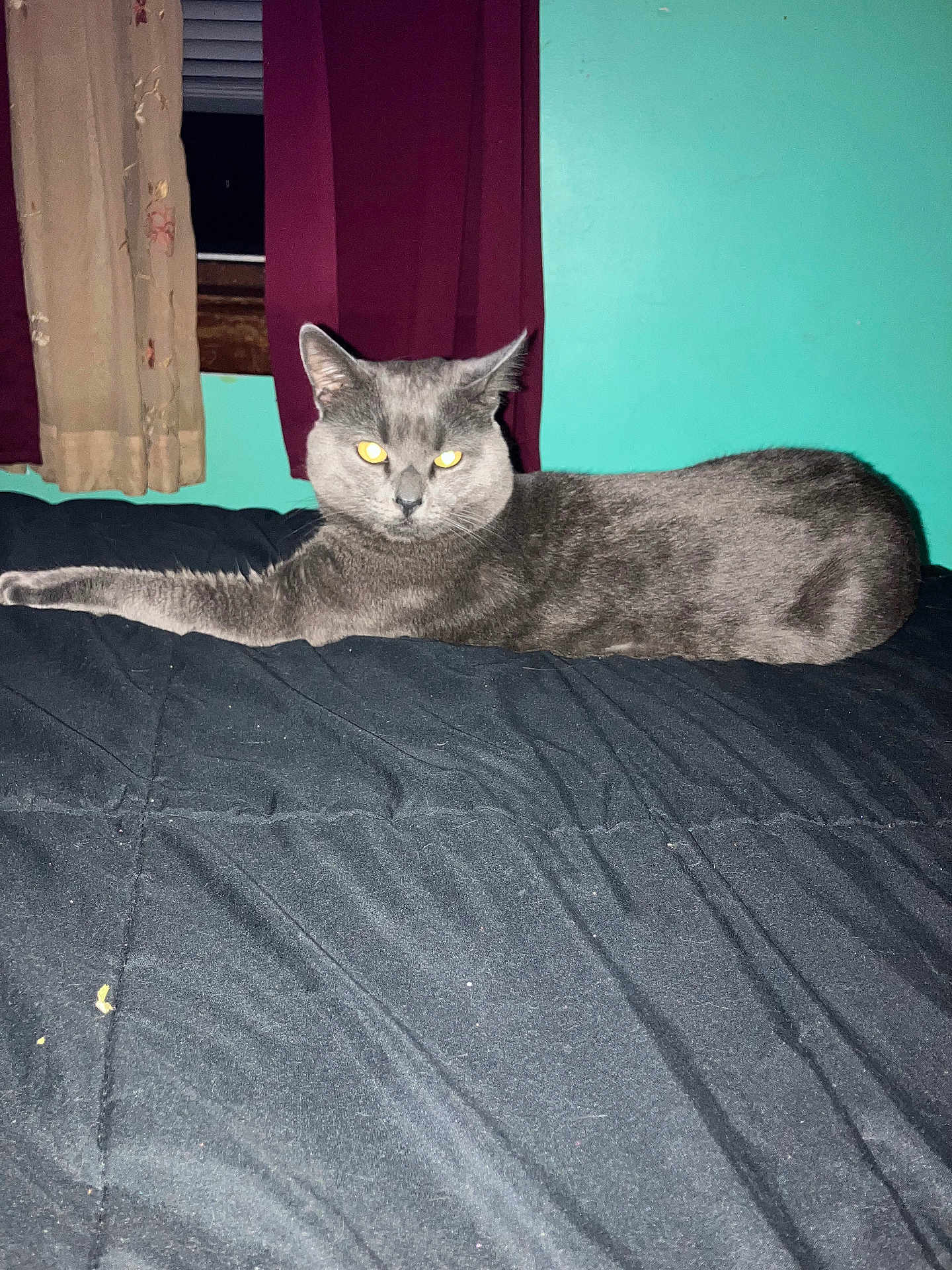 Puppycat is registered to the contest to win money with this photo: cat, gray_cat, bed, bedspread, indoor, feline, animal, pet, curtains, window, black, resting, lying_down, domestic_animal, furry, whiskers, ears, eyes, cozy, home