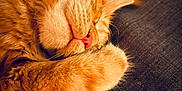 Auggy a rejoint le concours — aidez-le/la à gagner de superbes lots ! cat, orange_tabby, sleeping, paw, pink_nose, pink_paw_pads, close_up, feline, fur, whiskers, cozy, resting, cute, pet, animal, indoor, relaxation, soft, warm, nap