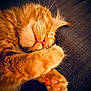 cat, orange_tabby, sleeping, paw, pink_nose, pink_paw_pads, close_up, feline, fur, whiskers, cozy, resting, cute, pet, animal, indoor, relaxation, soft, warm, nap