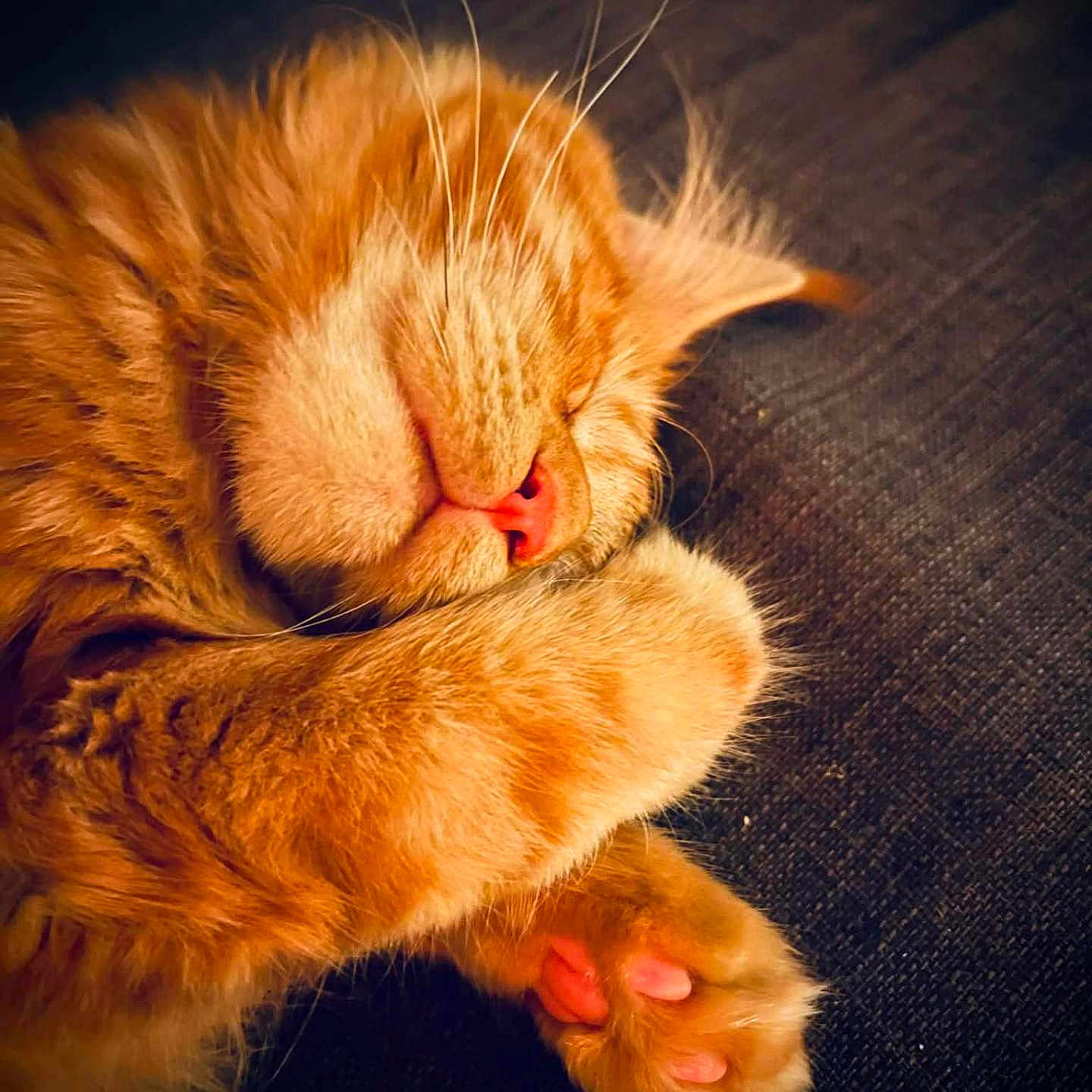 Auggy a rejoint le concours — aidez-le/la à gagner de superbes lots ! animal, cat, close_up, cozy, cute, feline, fur, indoor, nap, orange_tabby, paw, pet, pink_nose, pink_paw_pads, relaxation, resting, sleeping, soft, warm, whiskers